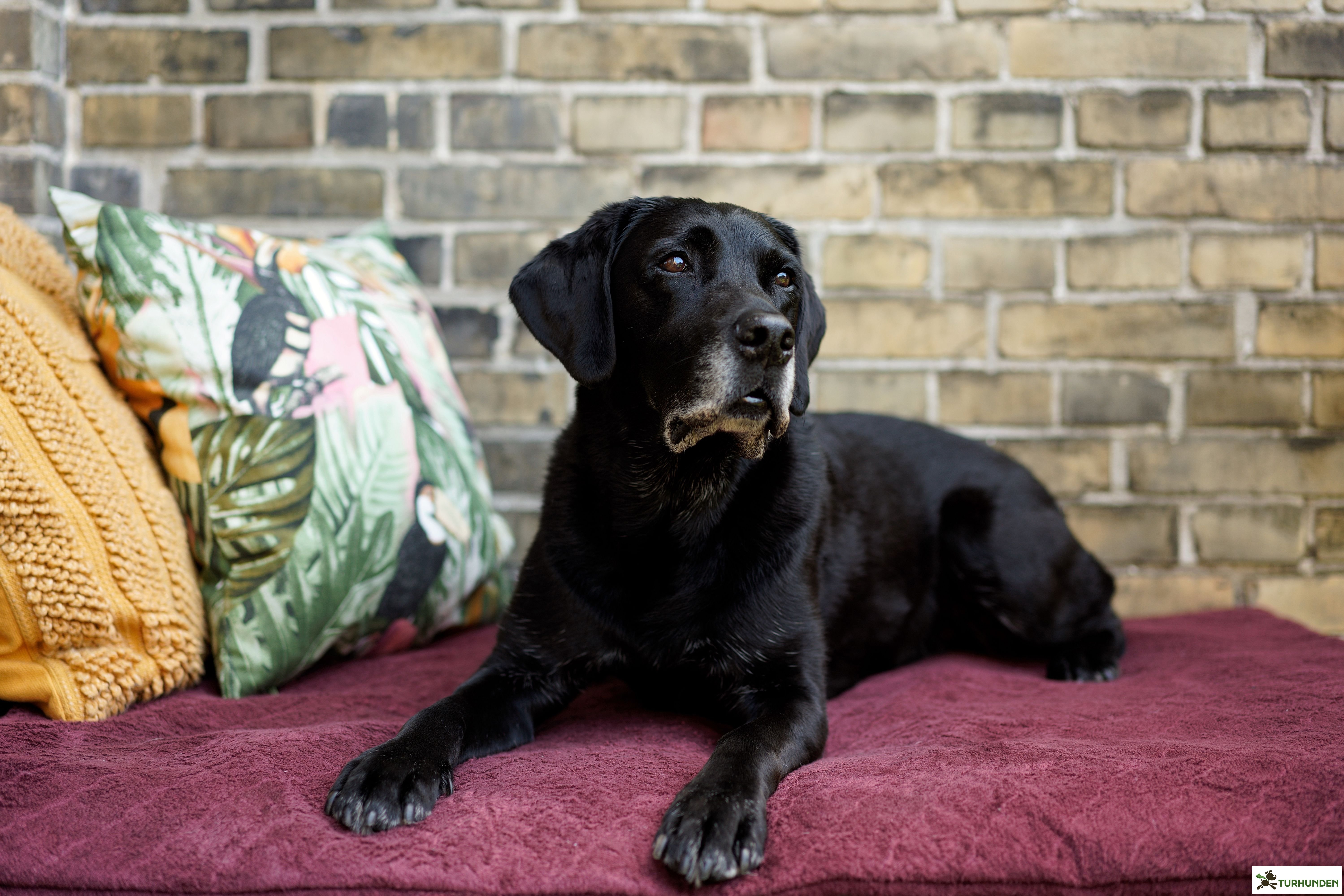 Siccaro FlexDog Absorbent Mat 