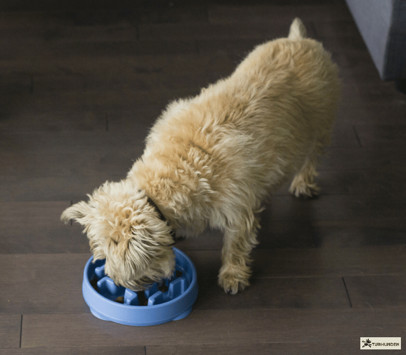 Fun Feeder Slo Bowl, Bl