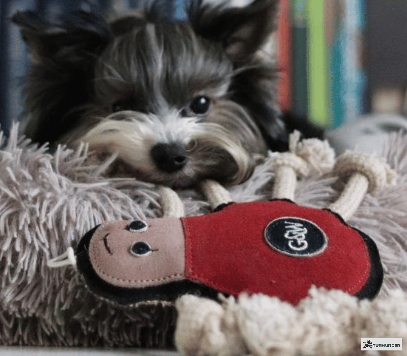 G&W - Spike the Spider