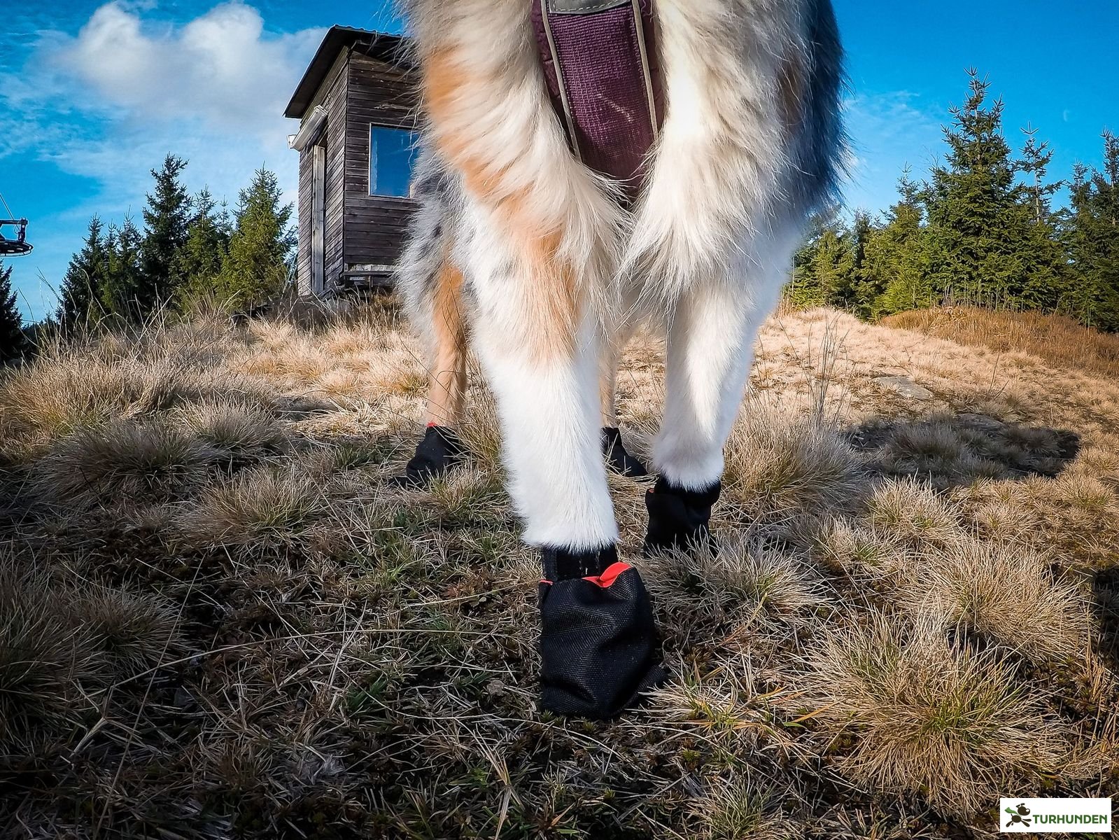 Non-stop dogwear Solid Sock - 4pk
