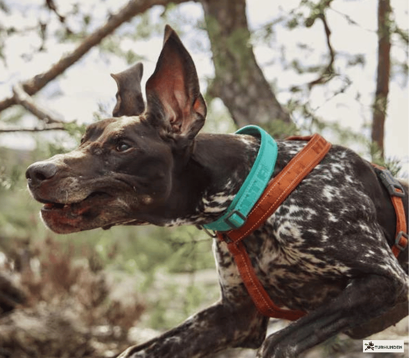 Hurtta Casual Halsbnd ECO