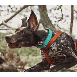 Hurtta Casual Halsbnd ECO