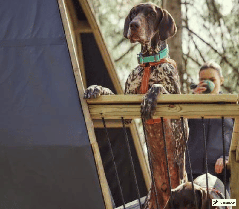 Hurtta Casual Y-sele ECO