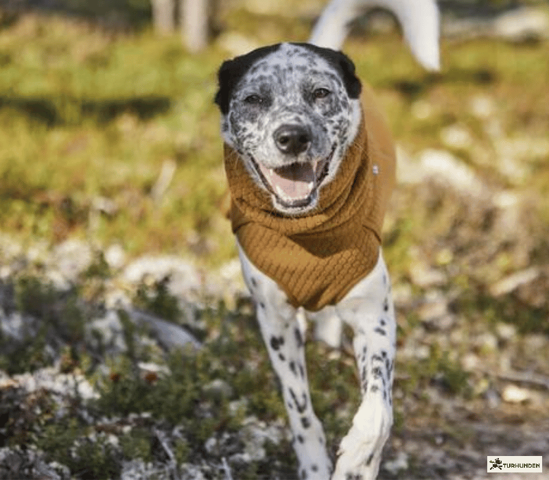 Hurtta ECO Warming Midlayer