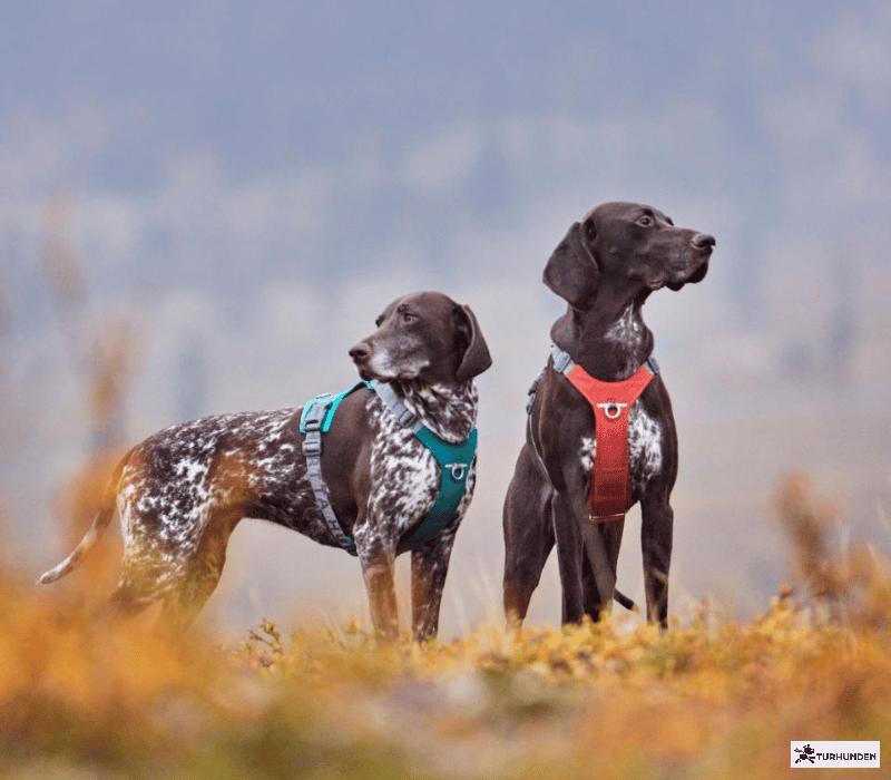 Hurtta Rover Harness