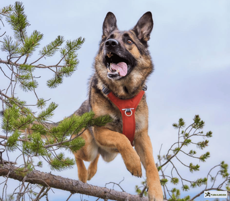 Hurtta Rover Harness