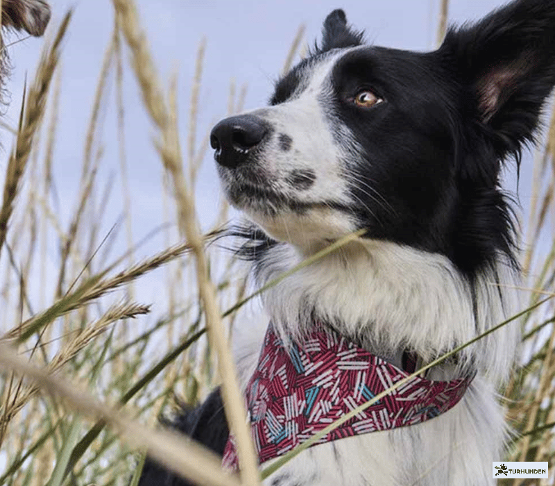 Hurtta Safety Bandana ECO