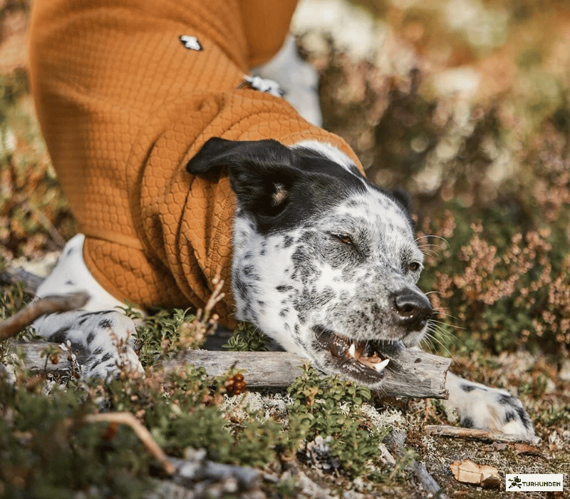 Hurtta Warming Midlayer ECO Dog Jacket