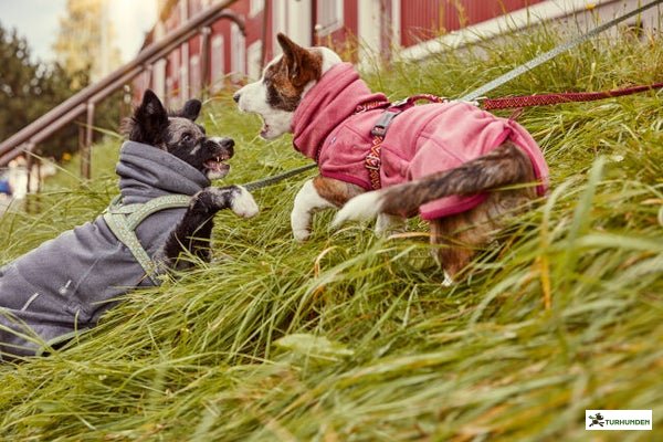 Hurtta Midlayer Jacket, Blackberry