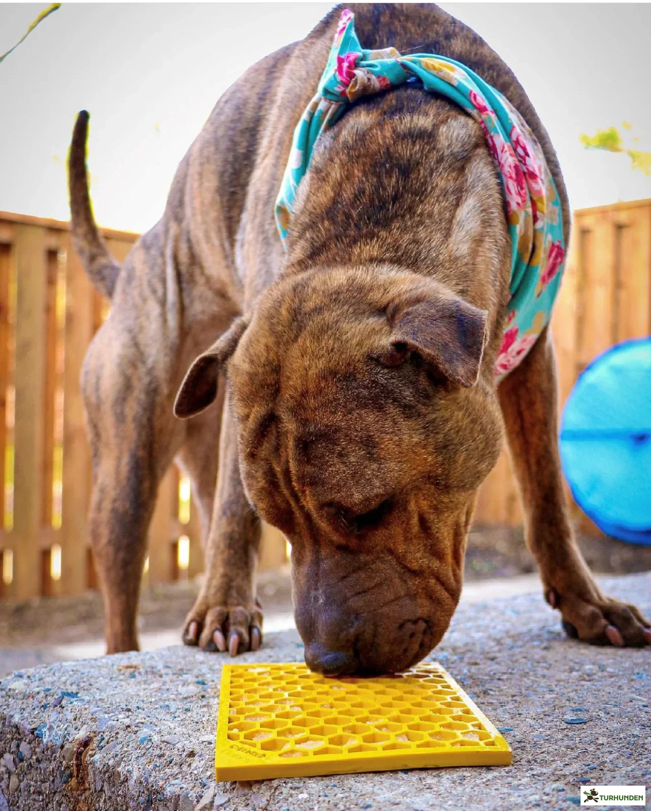 Sodapup Emat HoneyComb