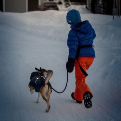 Orbiloc Dog Dual - Gul