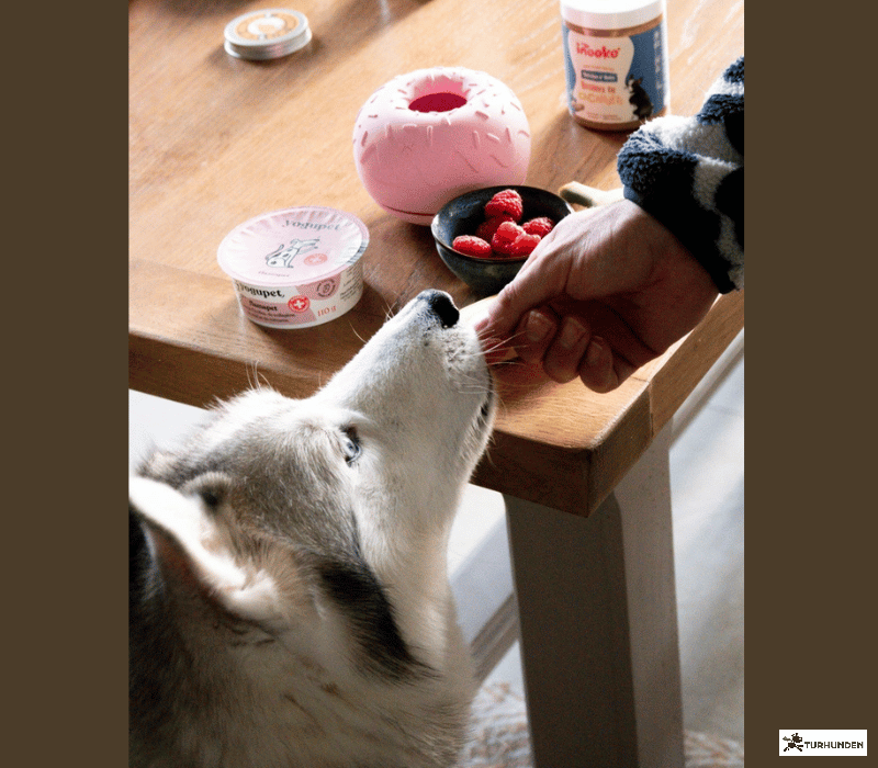 INOOKO Yoomy Donut