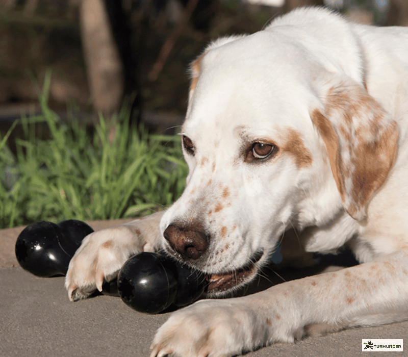 KONG - Goodie Bone Extreme