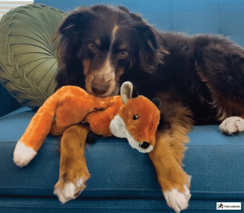 KONG Wild Low Stuff Fox