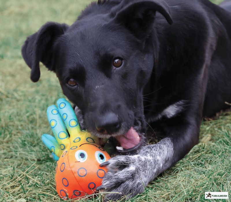 KONG Shieldz Tropics