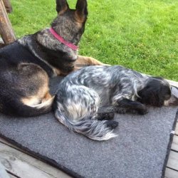 Canelana Uldmadras med vandtt bagside