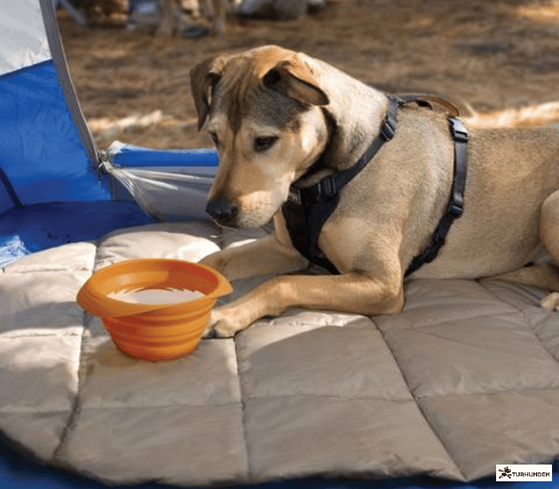 Kurgo Collaps-a-bowl-