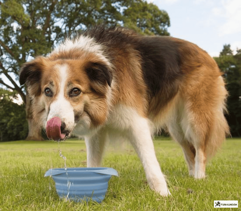 Kurgo Collaps-a-bowl-