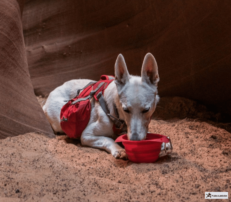 Kurgo Collaps-a-bowl-