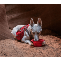 Kurgo Collaps-a-bowl-