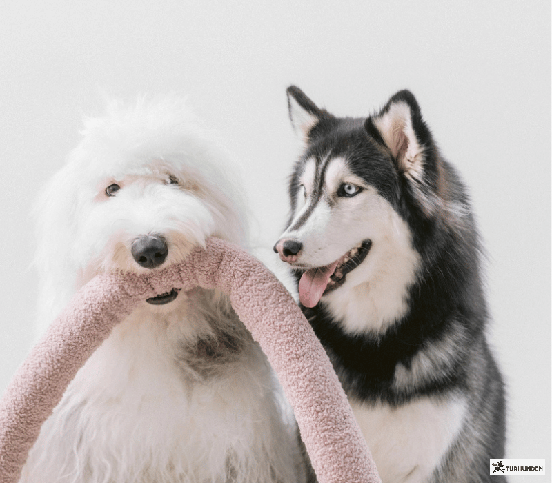 Lambwolf Collective - O nou