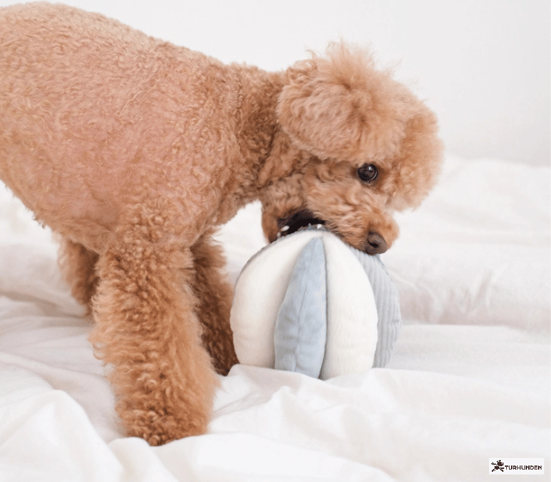 Lambwolf Collective - Toto