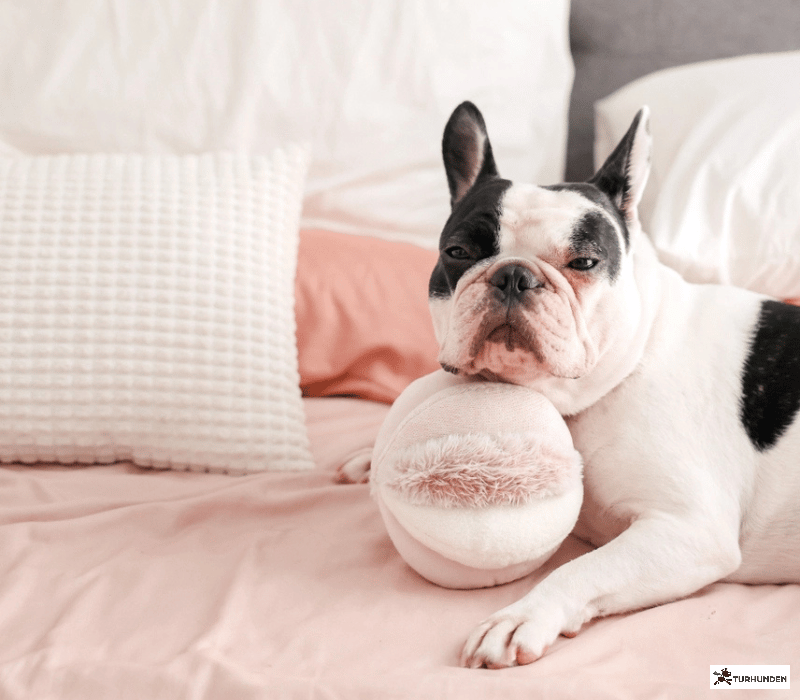 Lambwolf Collective - Toto