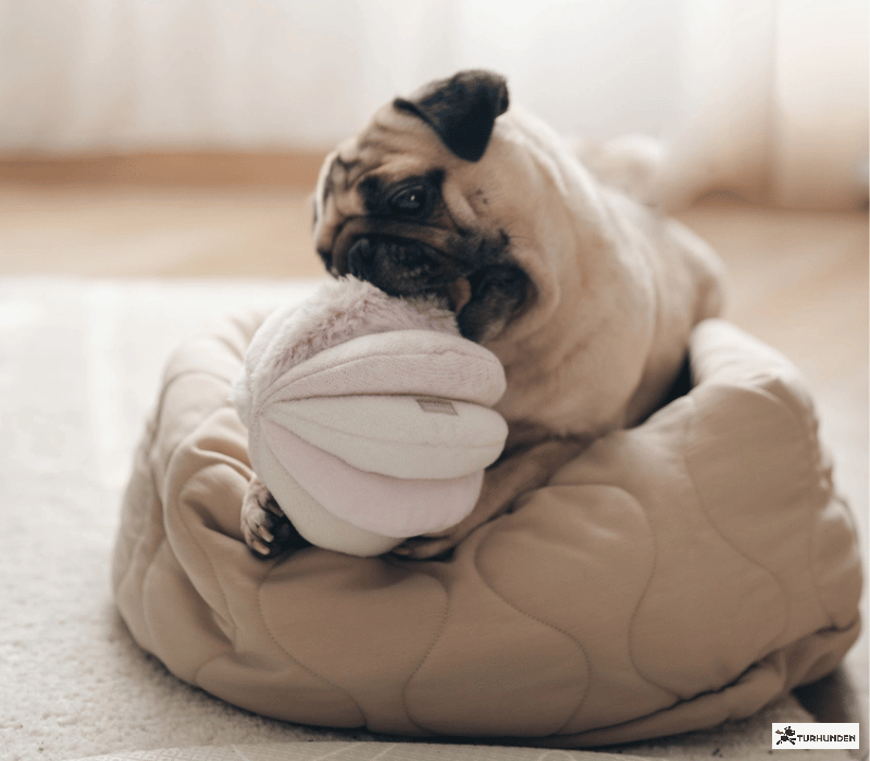 Lambwolf Collective - Toto