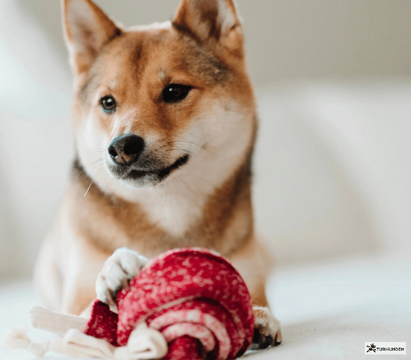 Lambwolf Collective - Lollipop