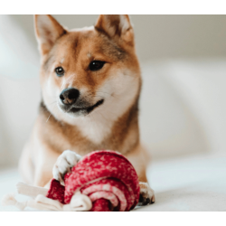 Lambwolf Collective - Lollipop