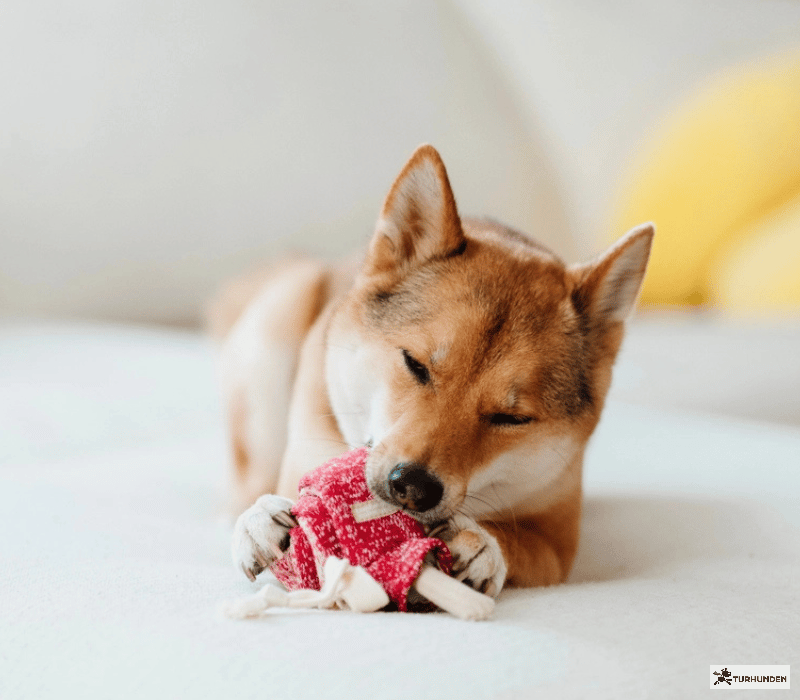 Lambwolf Collective - Lollipop