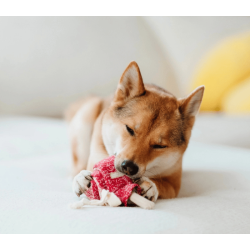 Lambwolf Collective - Lollipop