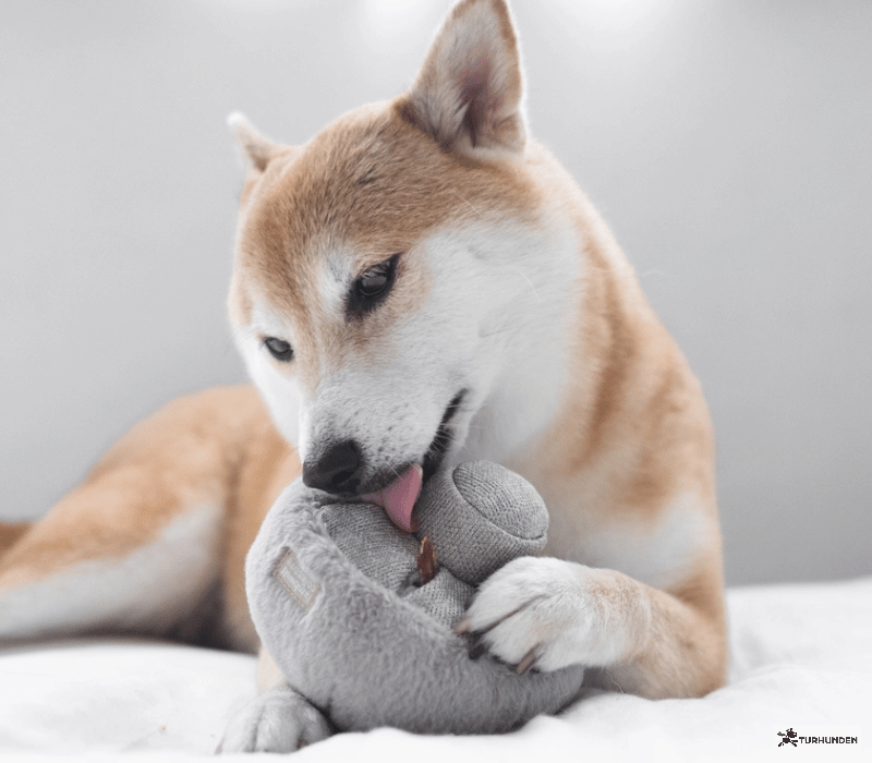 Lambwolf Collective GUU