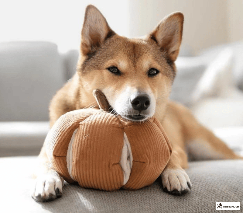 Lambwolf Collective Cindarella - Orange