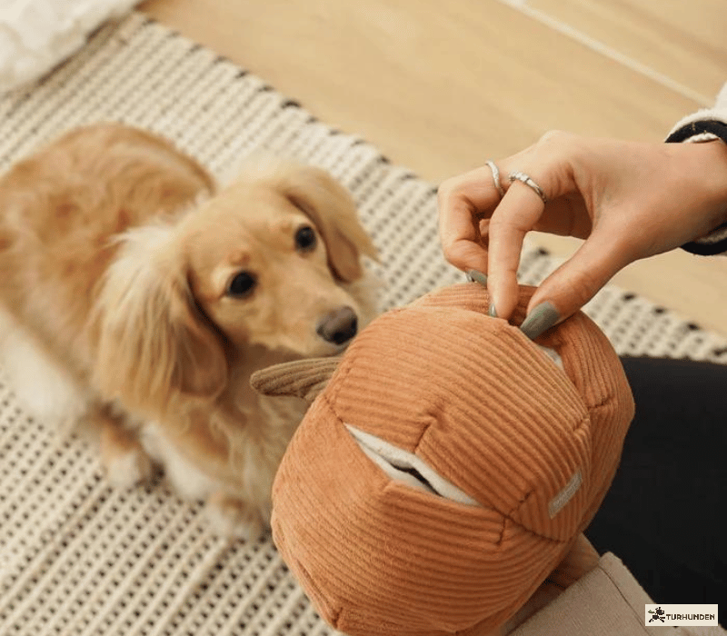 Lambwolf Collective Cindarella - Orange