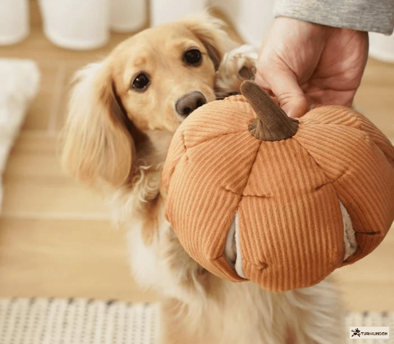 Lambwolf Collective Cindarella - Orange