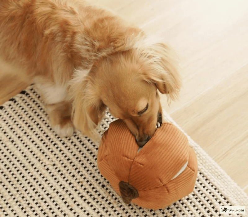 Lambwolf Collective Cindarella - Orange