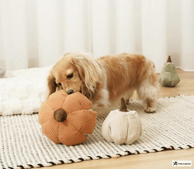 Lambwolf Collective Cindarella - Orange