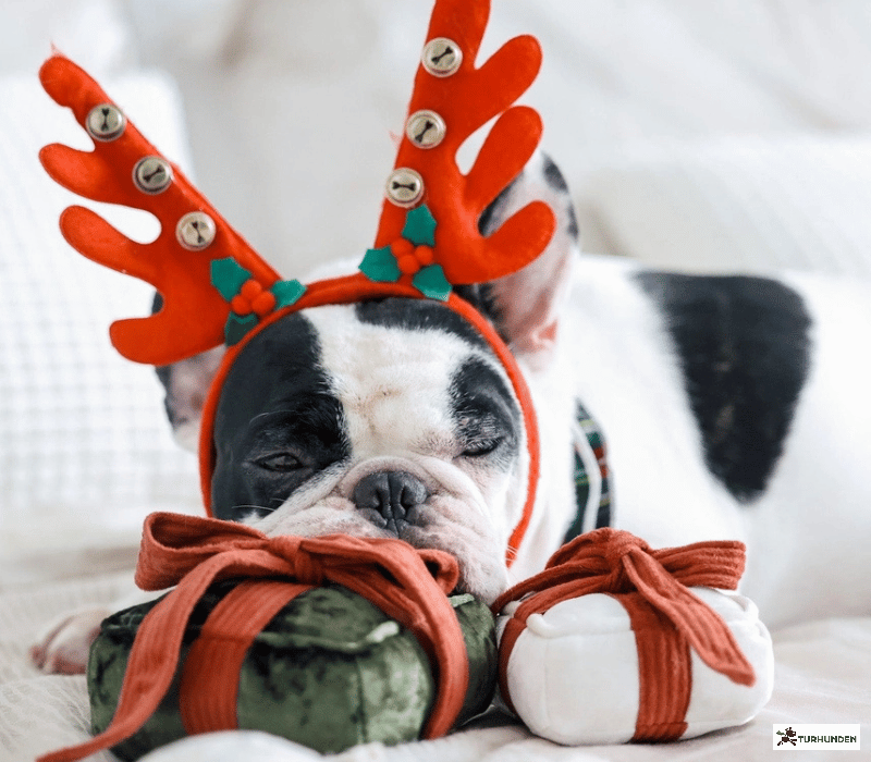 Lambwolf Collective Julegave