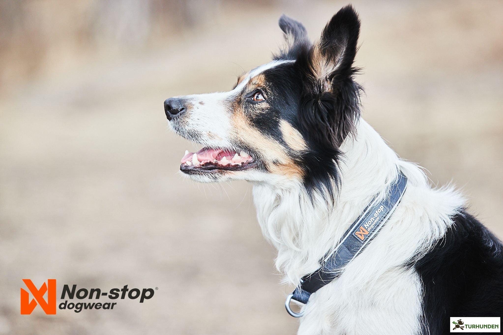 Non-stop dogwear Cruise Collar - Sort