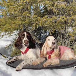 Canelana Uldmadras med vandtt bagside