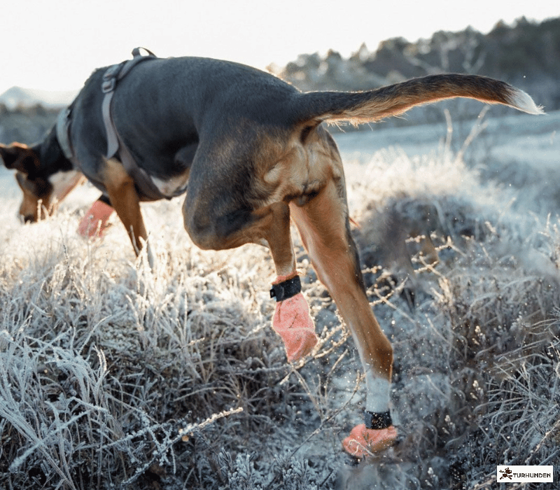 Non-Stop Dogwear Protector Light Socks