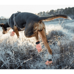 Non-Stop Dogwear Protector Light Socks