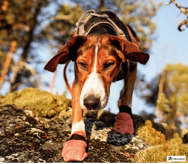Non-Stop Dogwear Protector Light Socks