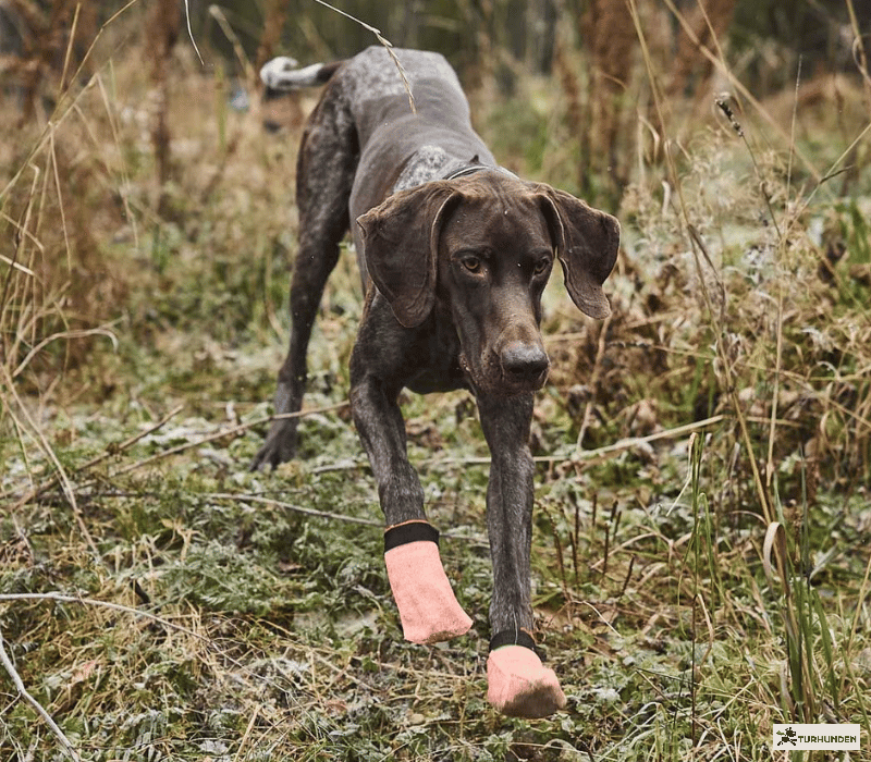 Non-Stop Dogwear Protector Light Socks