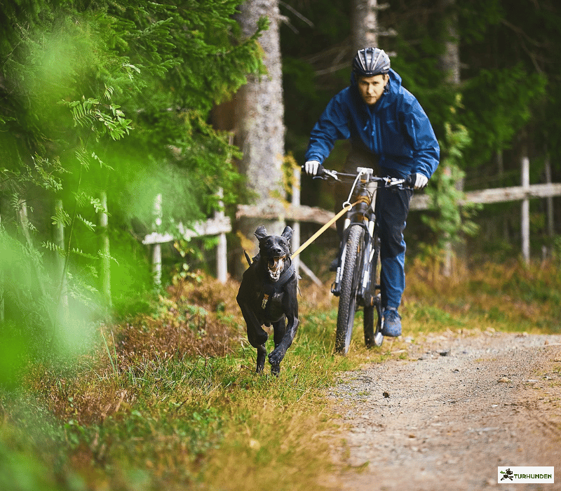 Non-stop dogwear Bike Antenne Klickfix
