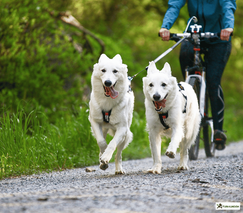 Non-stop dogwear Bike Antenne Klickfix