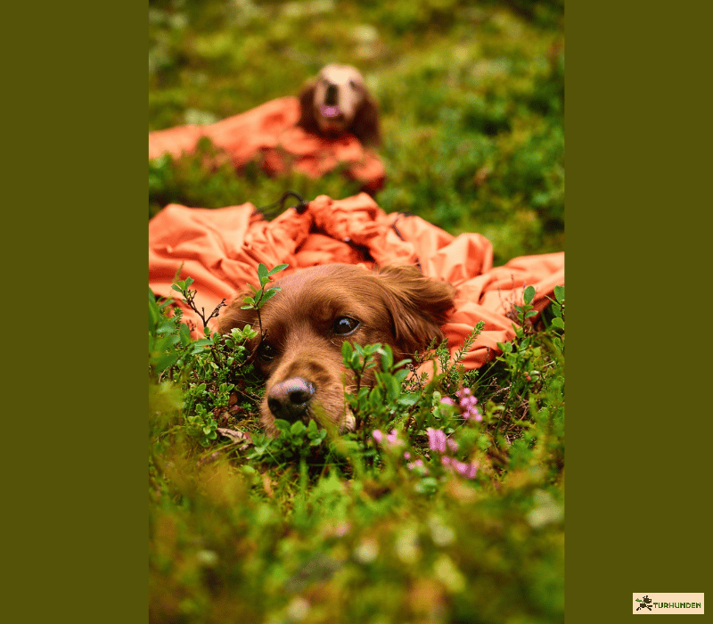 Non-stop dogwear Protector Bivy Bag