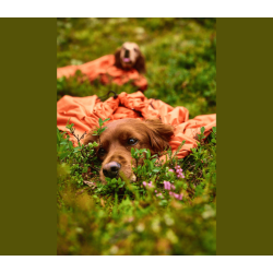 Non-stop dogwear Protector Bivy Bag