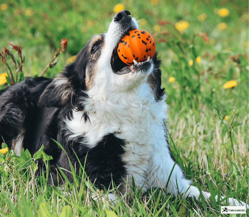 Non-stop Dogwear Dog Ball